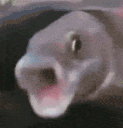:Pogfish: