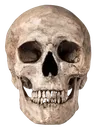 :skull: