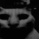 :catdark: