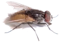 :realfly: