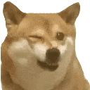 :doggo_wink2: