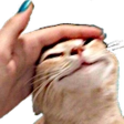 :CatPat: