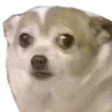 :WutDog: