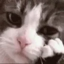 :sad_cat: